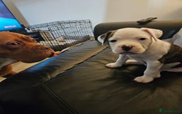 American Bulldog dogs for sale: American bulldog Female  - Image 4