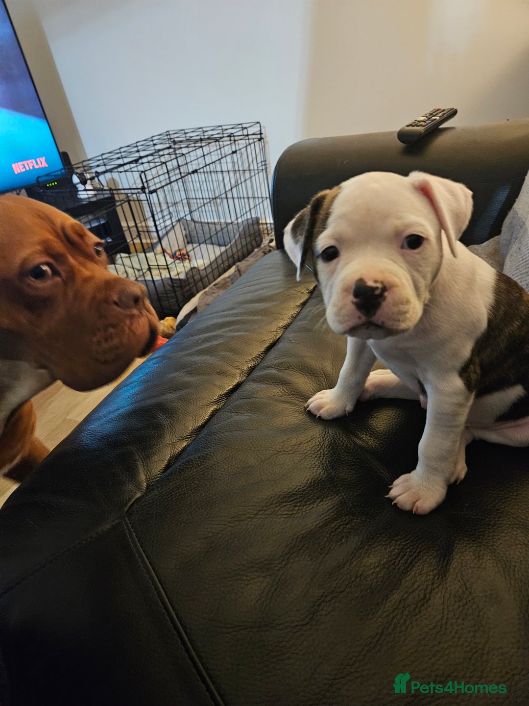 American Bulldog dogs for sale: American bulldog Female  - Image 4