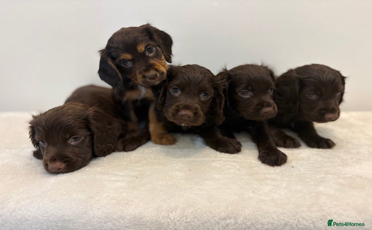 Cocker Spaniel dogs - Advert 1