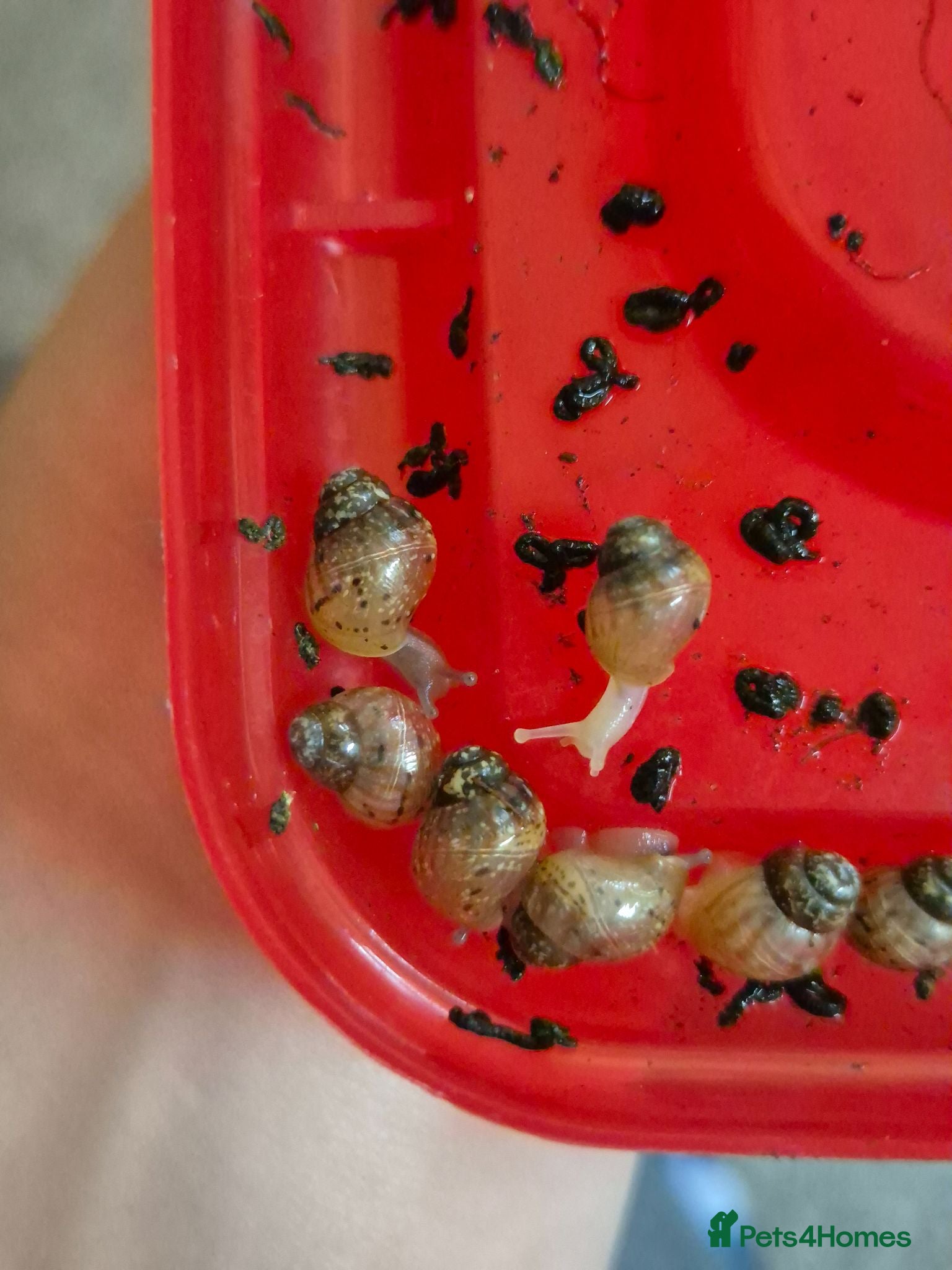 Snails invertebrates jade & normal Giant African Land Snail babies - Advert 3