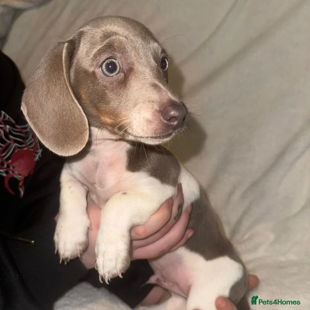 Miniature Dachshund dogs for sale: Miniature Dachshund Pups For Sale ❤️  - Advert 6