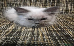 Ragdoll cats for sale: GCCF Registered Kittens - Image 6