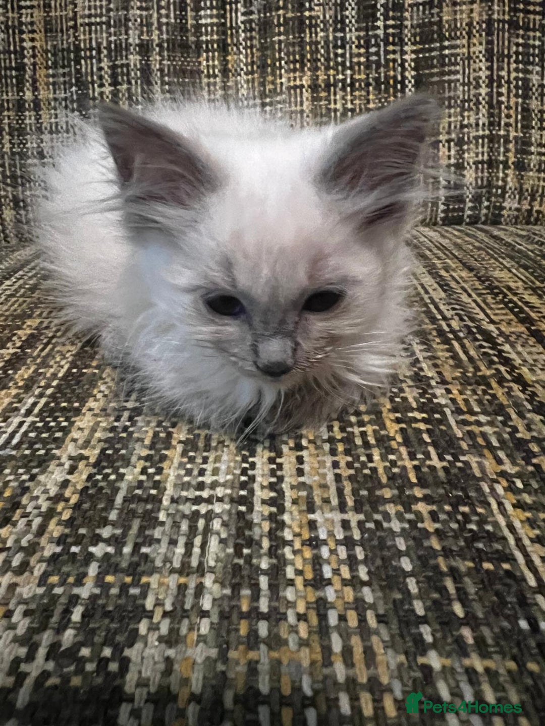 Ragdoll cats for sale: GCCF Registered Kittens - Image 6