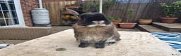 Netherland Dwarf rabbits for sale: Neutered Male Netherland Dwarf 1 year old - Wilf - Advert 14