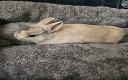 Netherland Dwarf rabbits for sale: Harlequin Netherland Dwarf bunnies  - Advert 6
