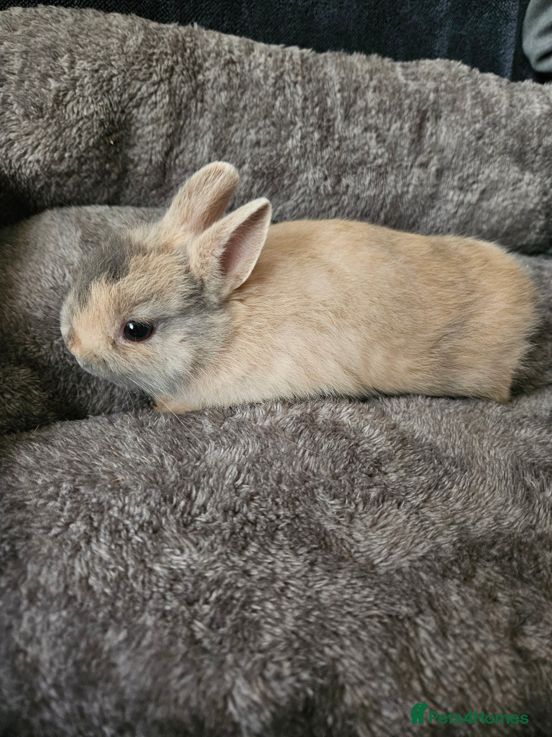 Netherland Dwarf rabbits for sale: Harlequin Netherland Dwarf bunnies  - Advert 6
