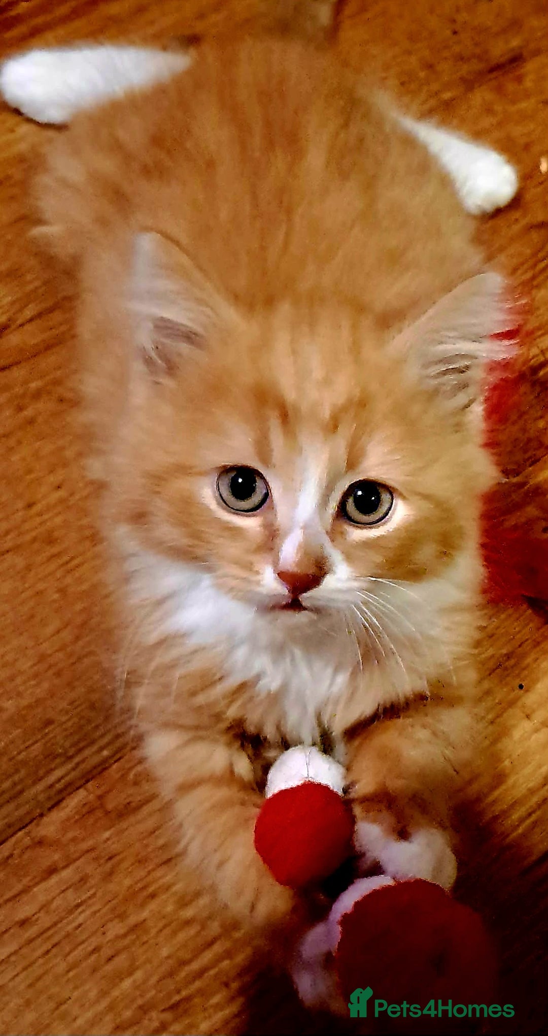 Mixed Breed cats for sale: Beautiful Kittens 😻 - Advert 2