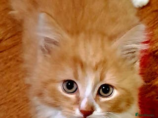 Mixed Breed cats Beautiful Kittens - Advert 4