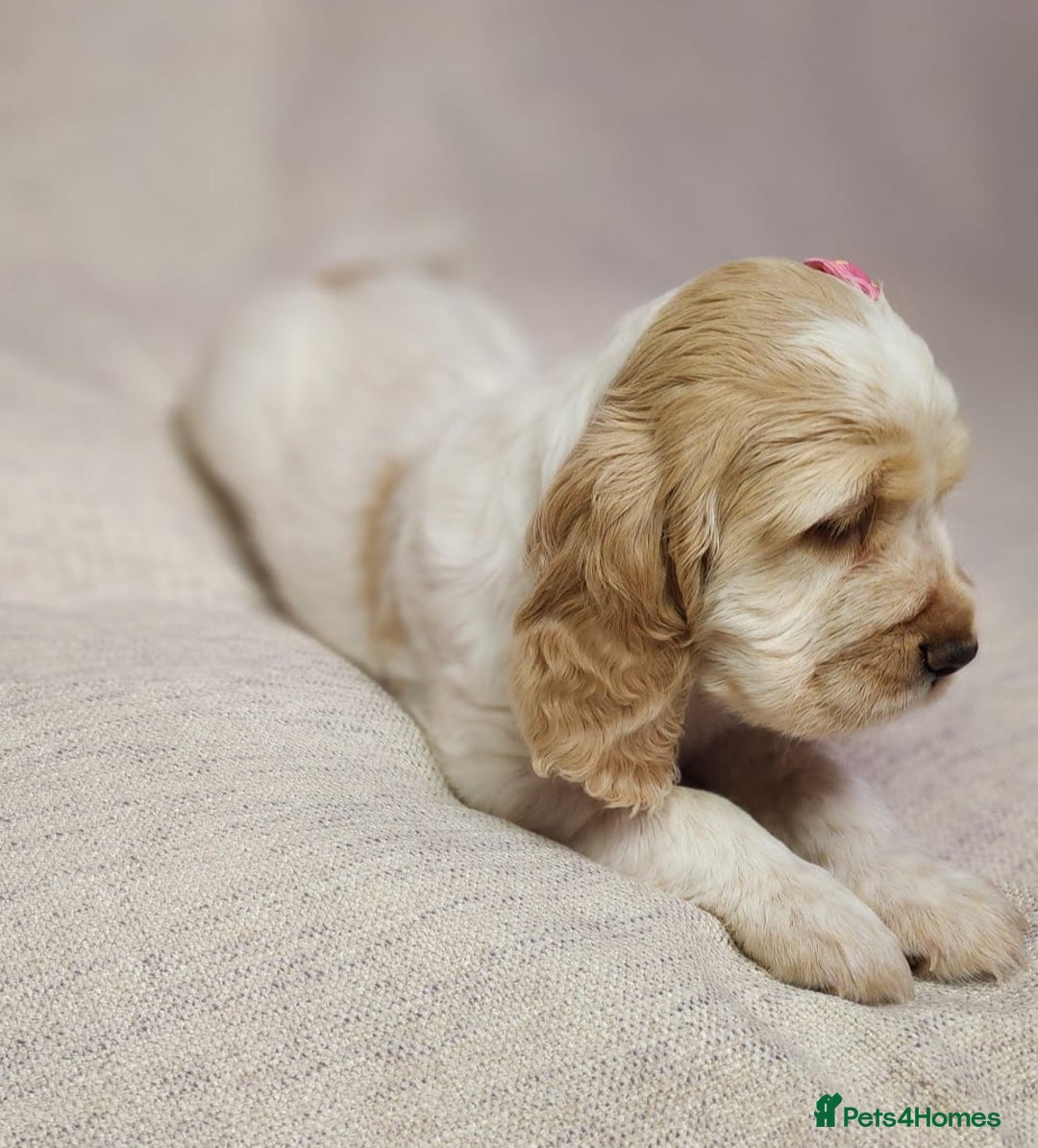 Cocker Spaniel dogs for sale: Show type unique markings cocker spaniel puppies  - Advert 29