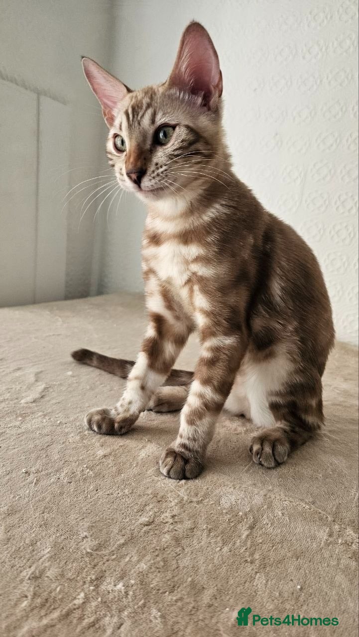 Bengal cats BENGAL 😺 furry Kittens – Ready For your Homes!💖 - Advert 7