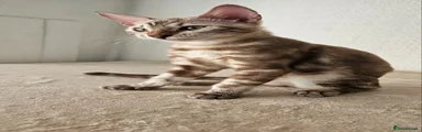 BOY Bengal 1