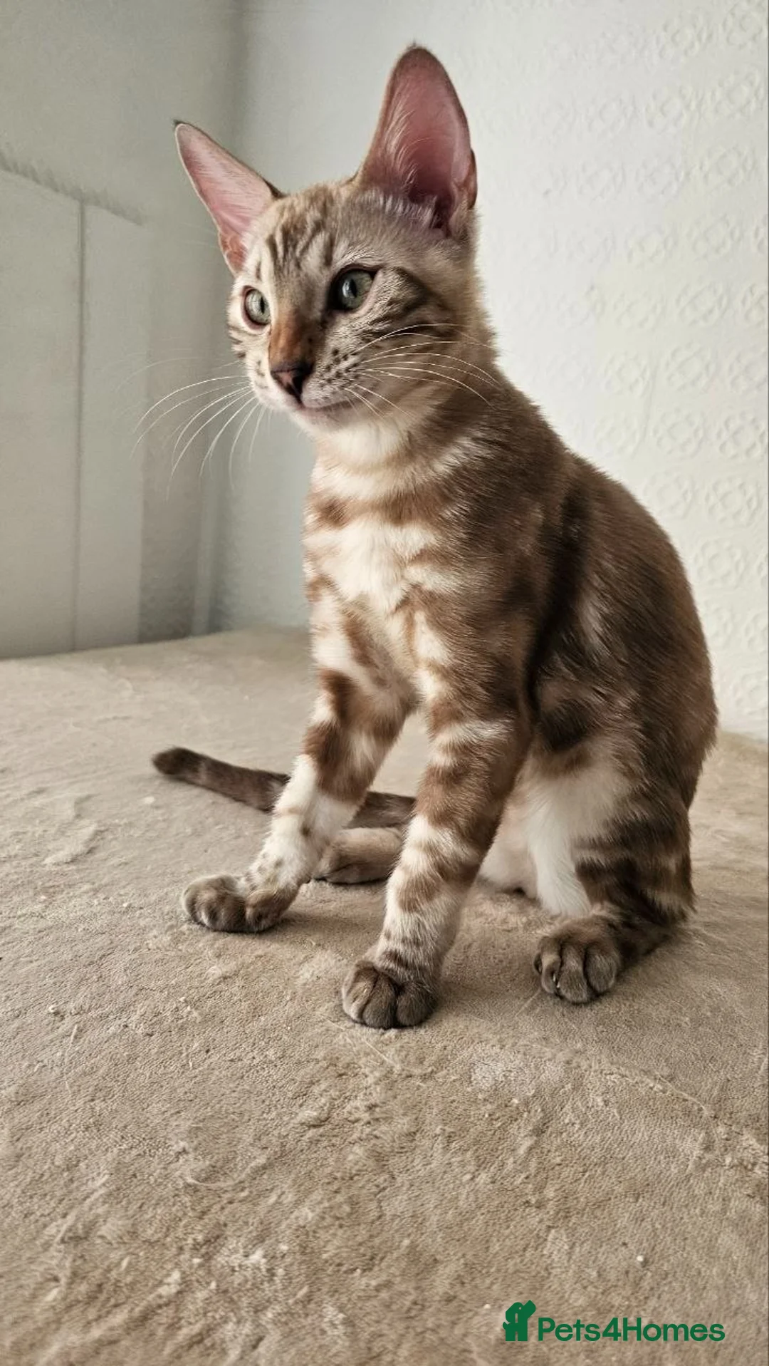 Bengal cats for sale: BENGAL 😺 furry Kittens – Ready For your Homes!💖 - Advert 2