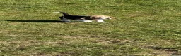 Beagle dogs for sale: Beautiful beagle girl puppy  in Basildon - Advert 4