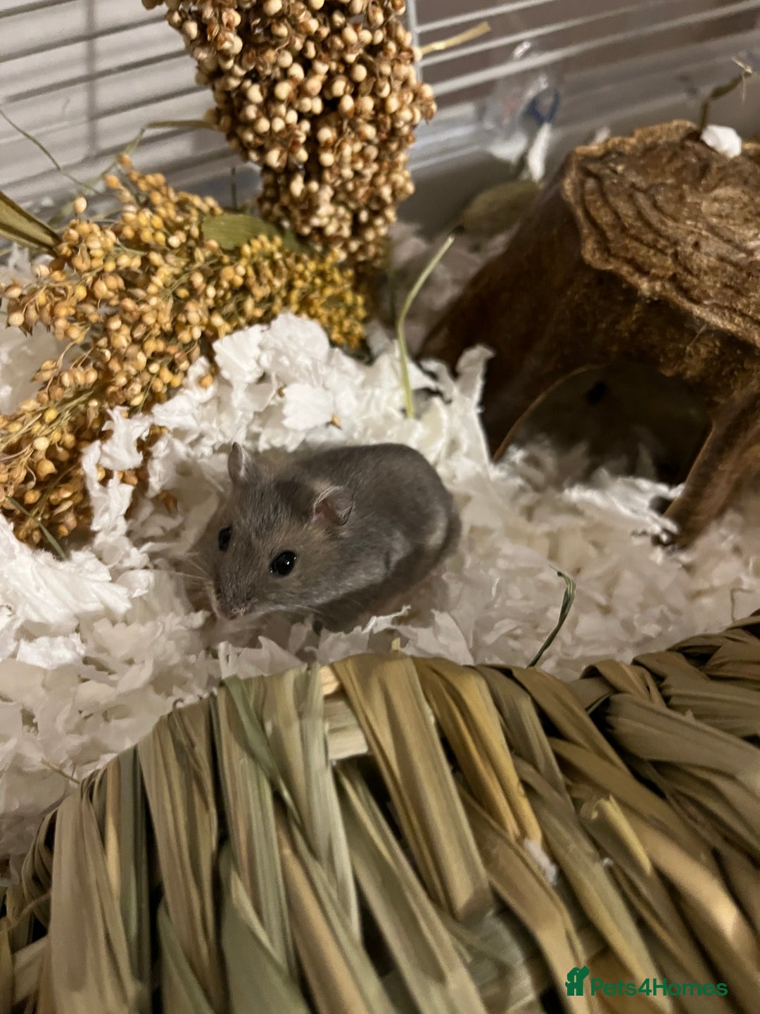 Hamster rodents for sale: Russian Dwarf Hamster Male 12 weeks - Image 7