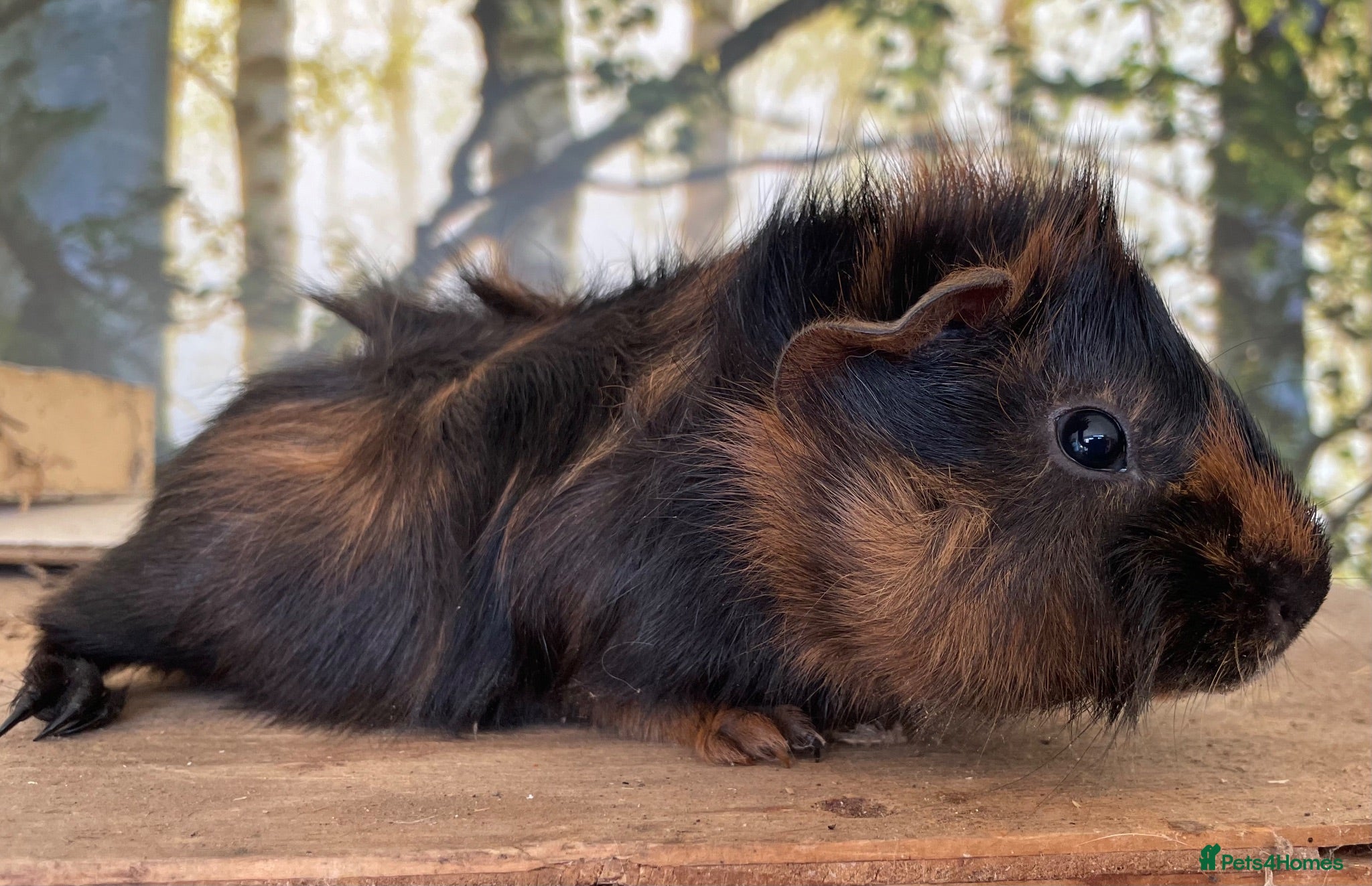 Guinea Pig rodents Baby boar guinea pigs  - Advert 14