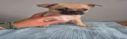 Mixed Breed dogs for sale: Frenchie Mix  - Advert 10
