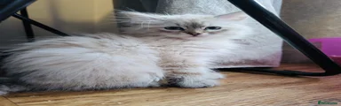 Siberian Kitten 1