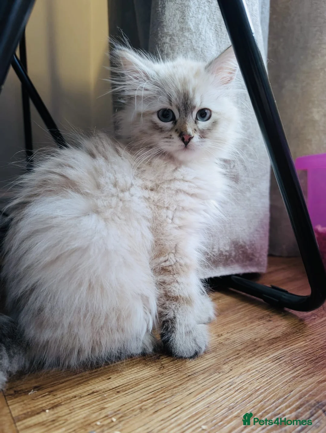 Siberian cats for sale: Stunning Pure Siberian Kittens- Hypoallergenic - Advert 1