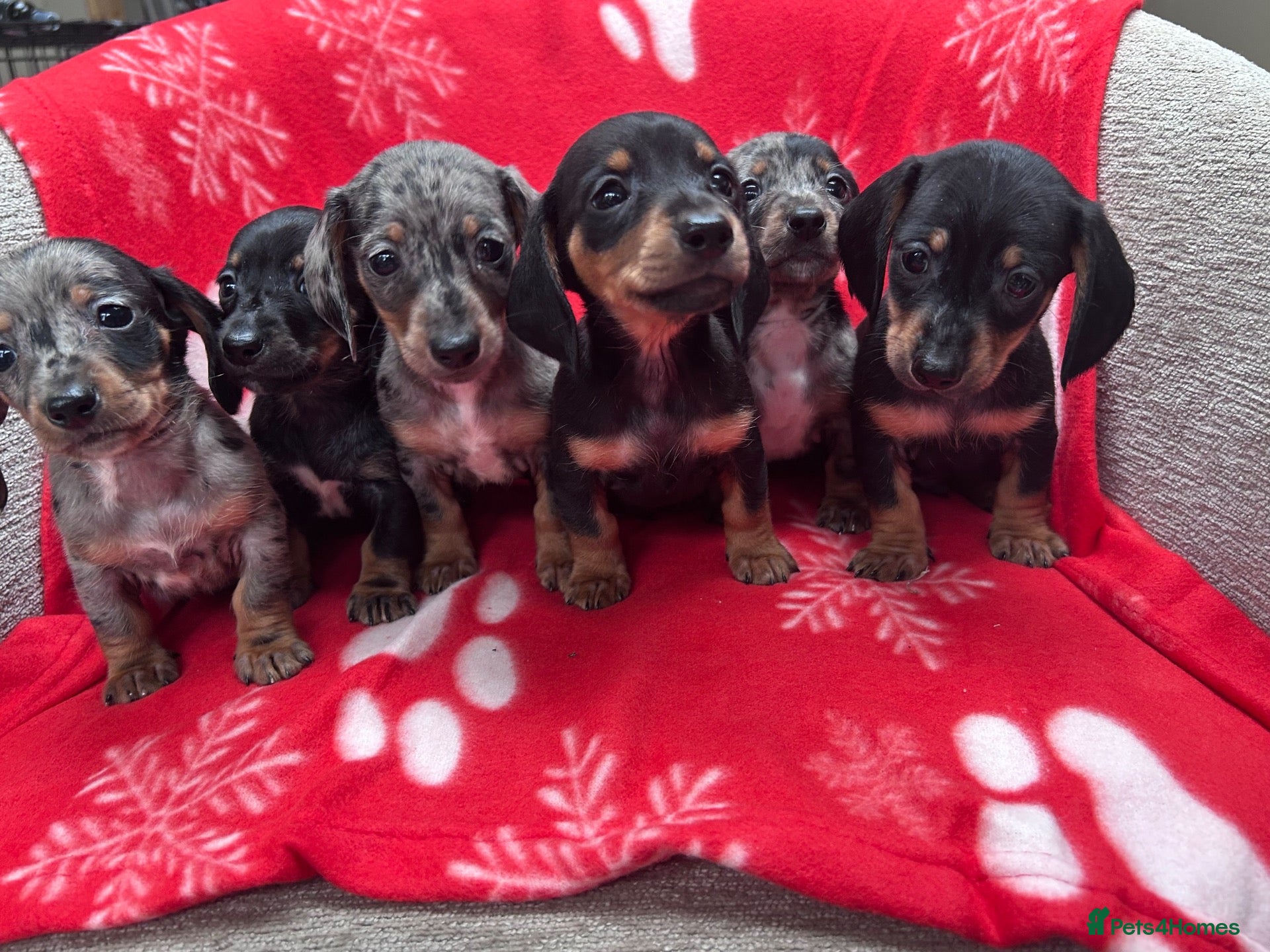 Miniature Dachshund dogs ****6 beautiful boys 💙💙*** - Advert 2
