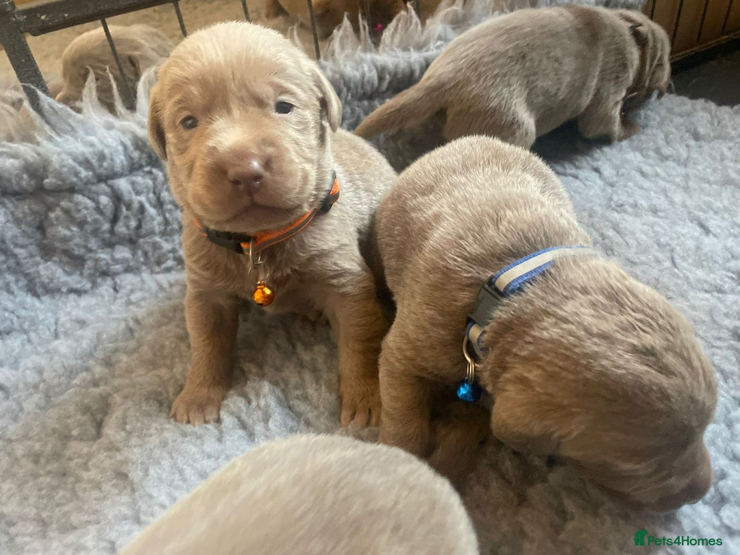 Labrador Retriever dogs for sale: Silver Labrador puppies  - Image 9