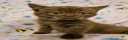 British Shorthair cats for sale:  READY NOW Brittish shorthair kittens - Advert 6
