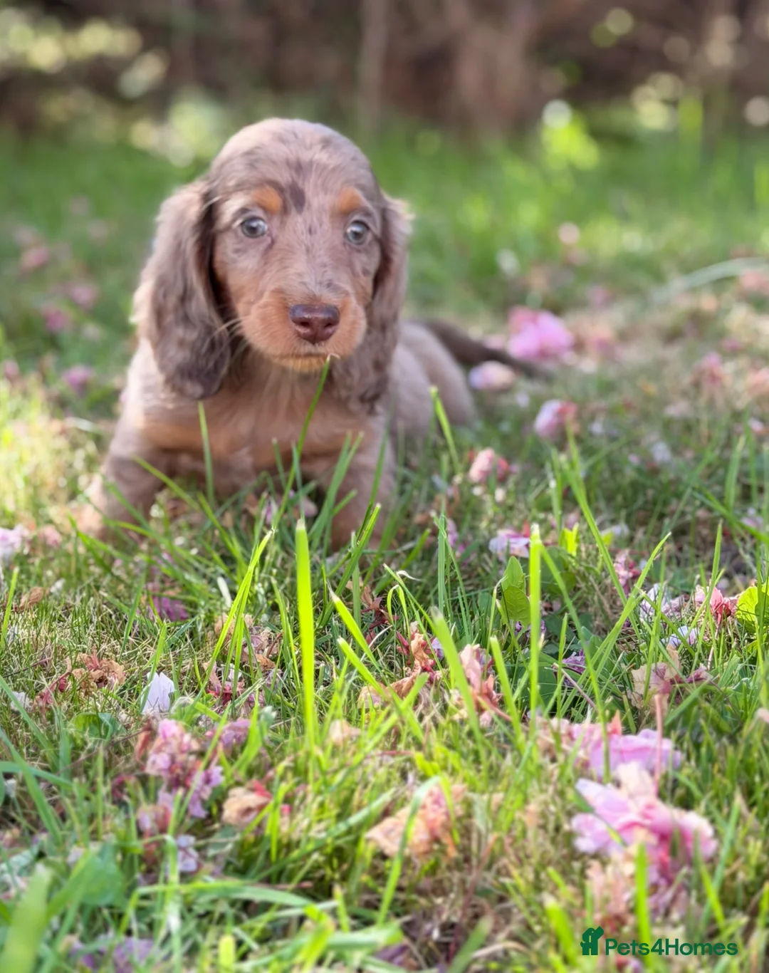 Dachshund dogs for sale: Mini L/H dachshund puppies - Advert 12