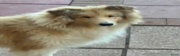 Rough Collie dogs for sale: KC registered 6 month male puppy - Advert 4