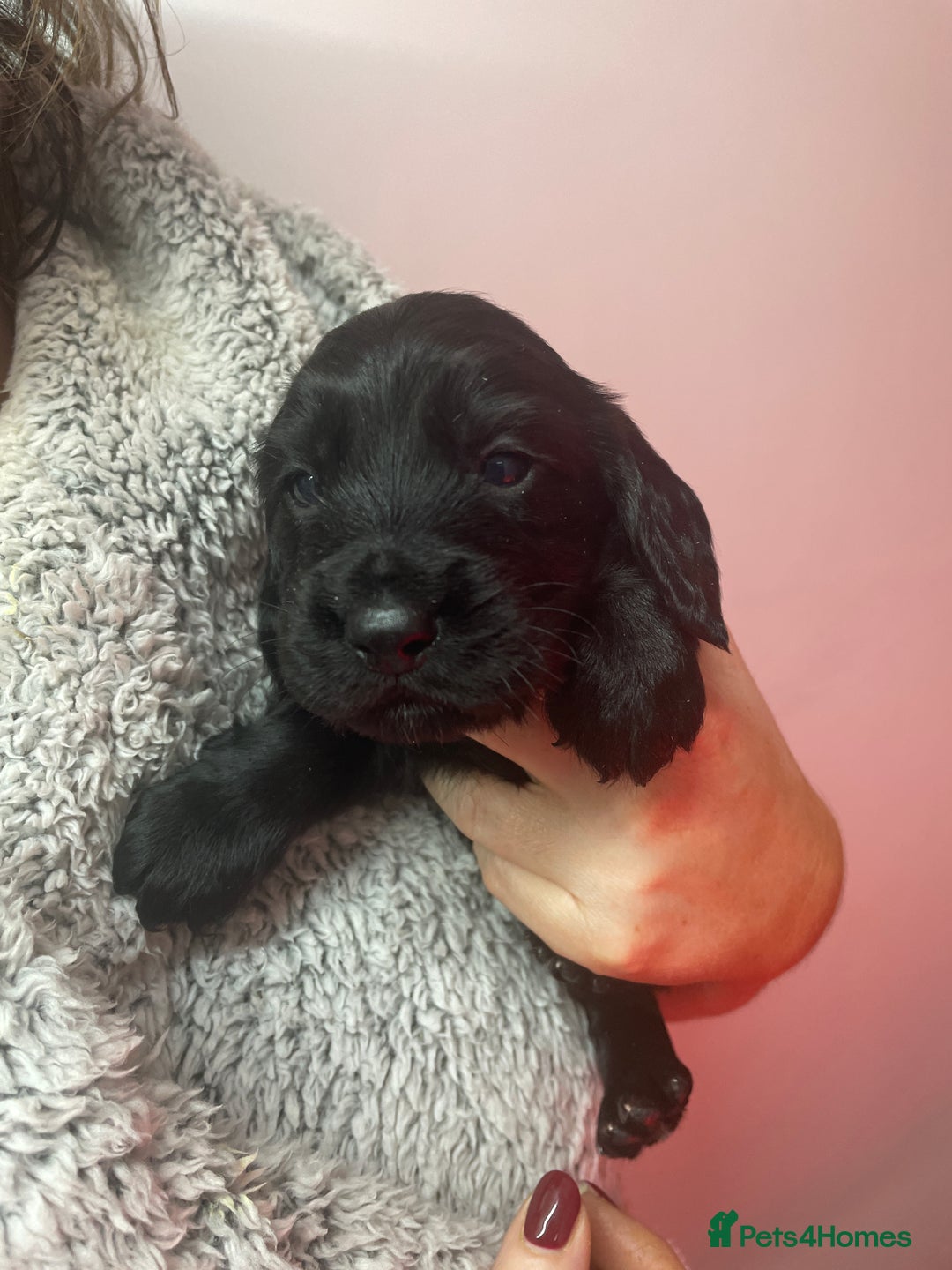 Cocker Spaniel dogs for sale: Cocker Spaniel  - Advert 19