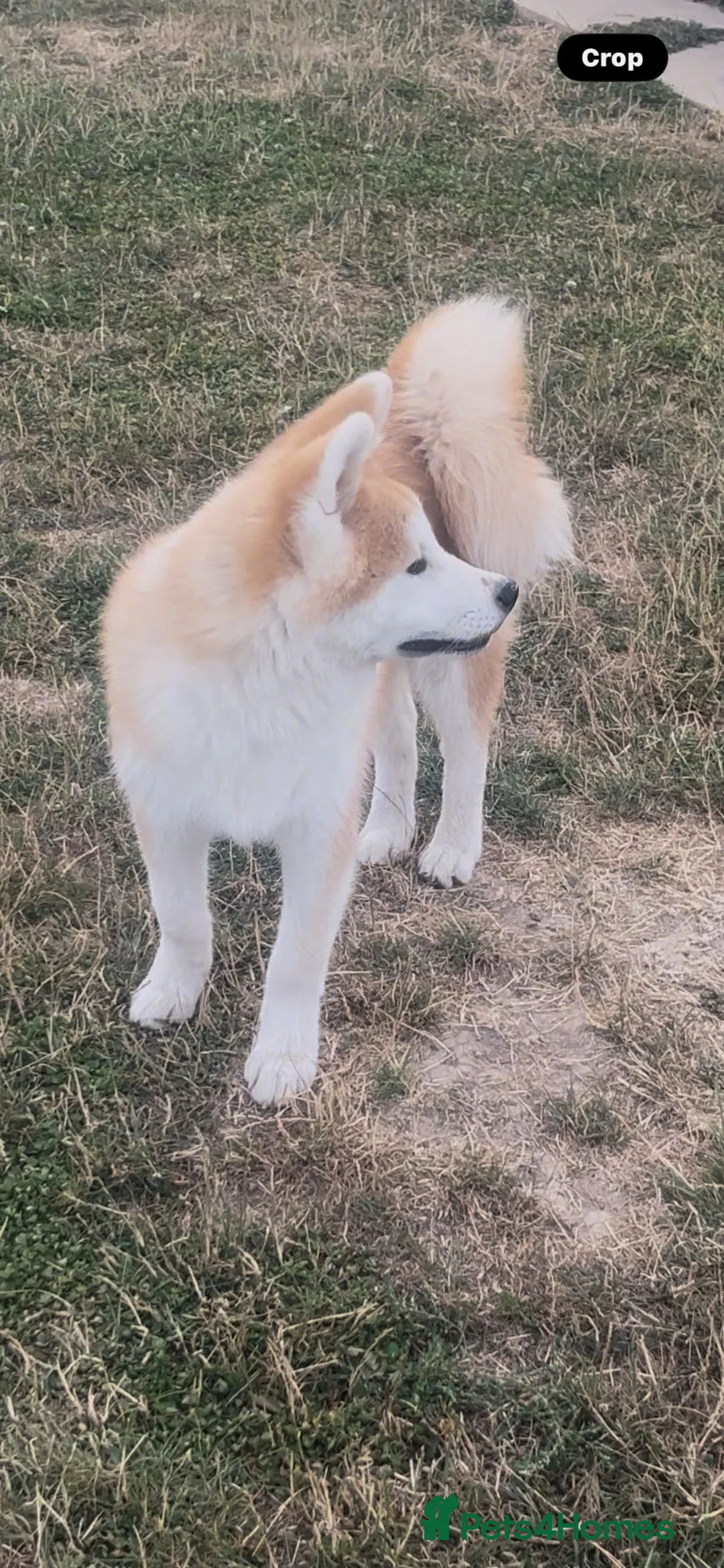 Japanese Akita Inu dogs for sale: Quality kc reg male pup - Advert 6