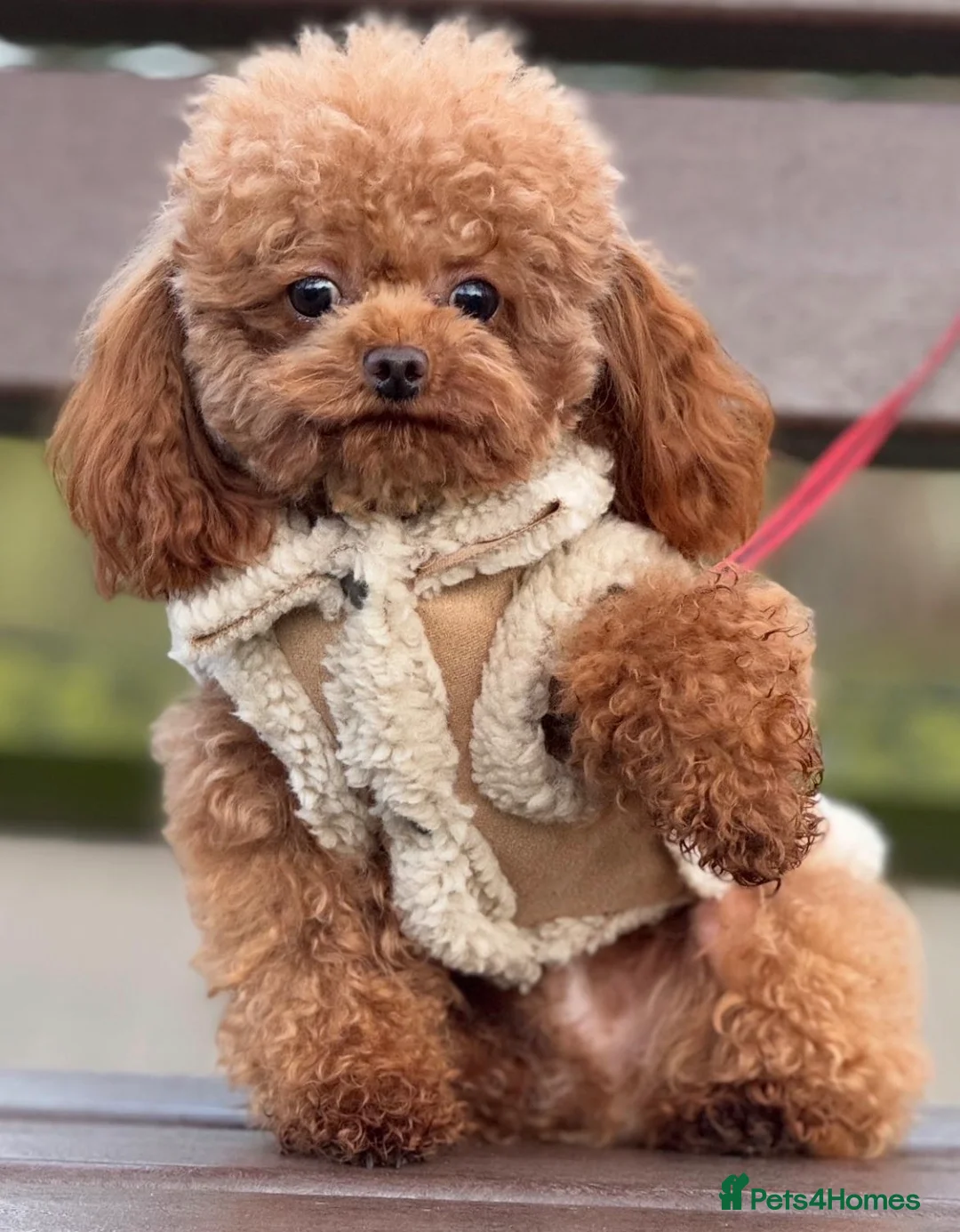 Toy Poodle dogs for sale: Asian Toy Poodle - Advert 5