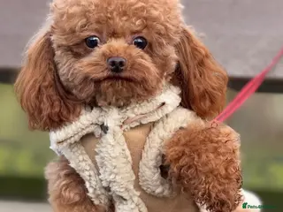 Toy Poodle dogs Asian Toy Poodle - Advert 1