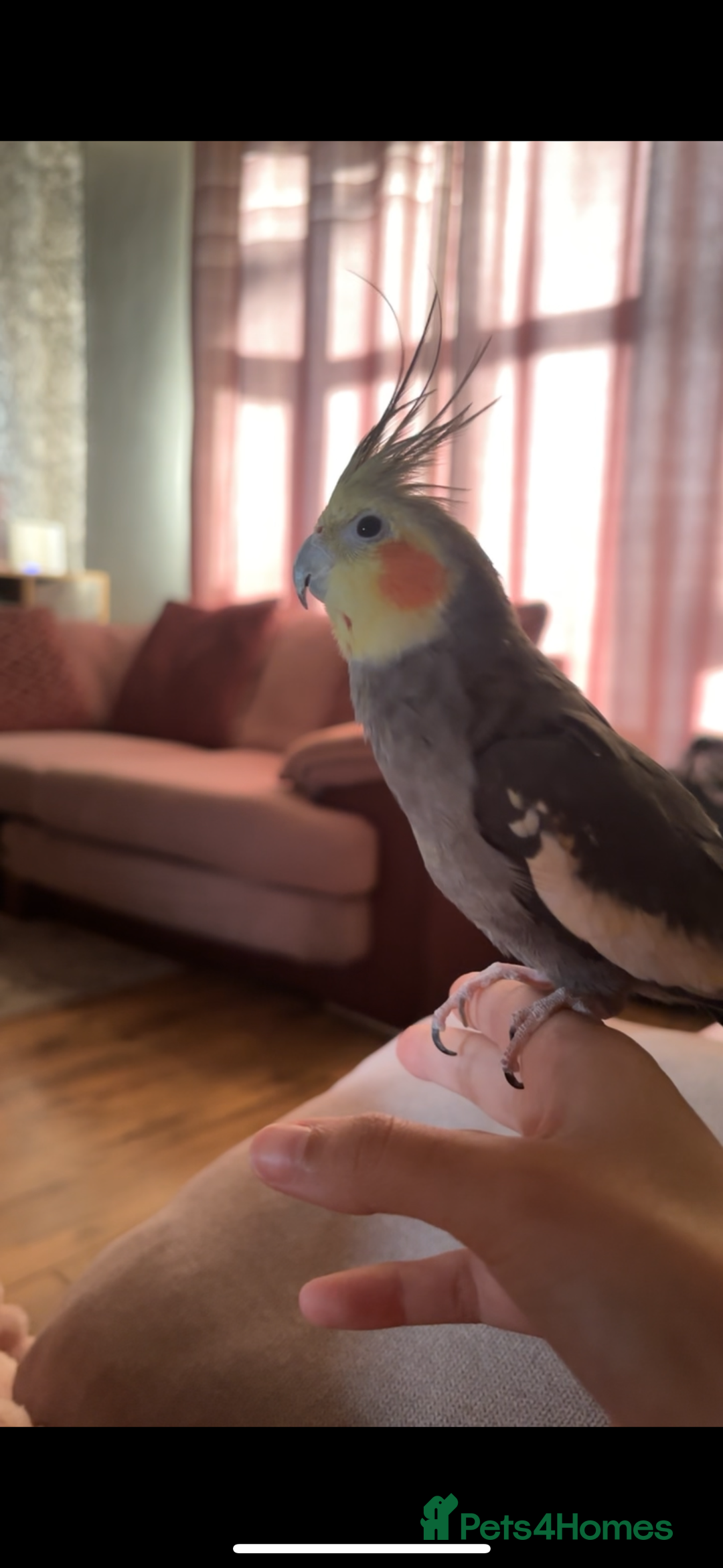 Cockatiels birds for sale: 4 beautiful cockatiels for sale  - Advert 7