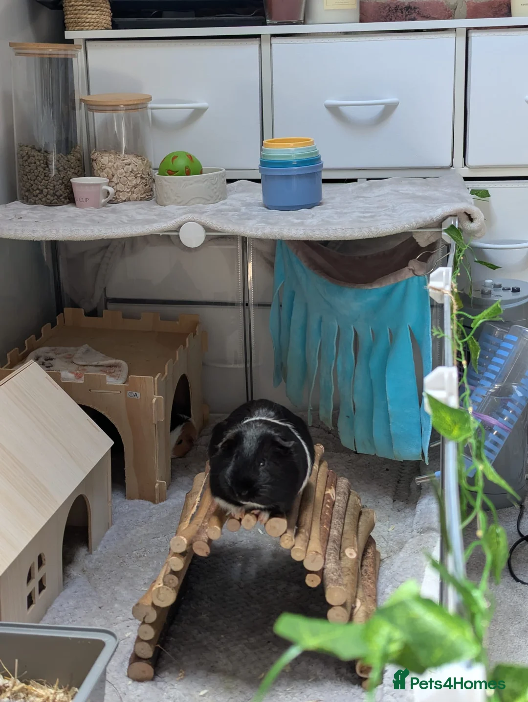 Guinea Pig rodents for sale: 2 male guinea pigs - 19 months old - Advert 7