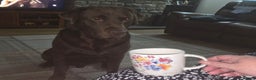 Labrador Retriever dogs for stud: Stud Labrador - Advert 2