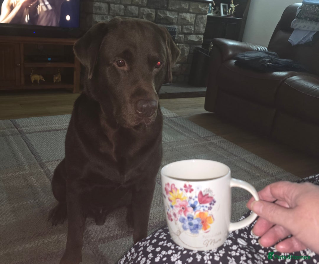 Labrador Retriever dogs for stud: Stud Labrador - Advert 2