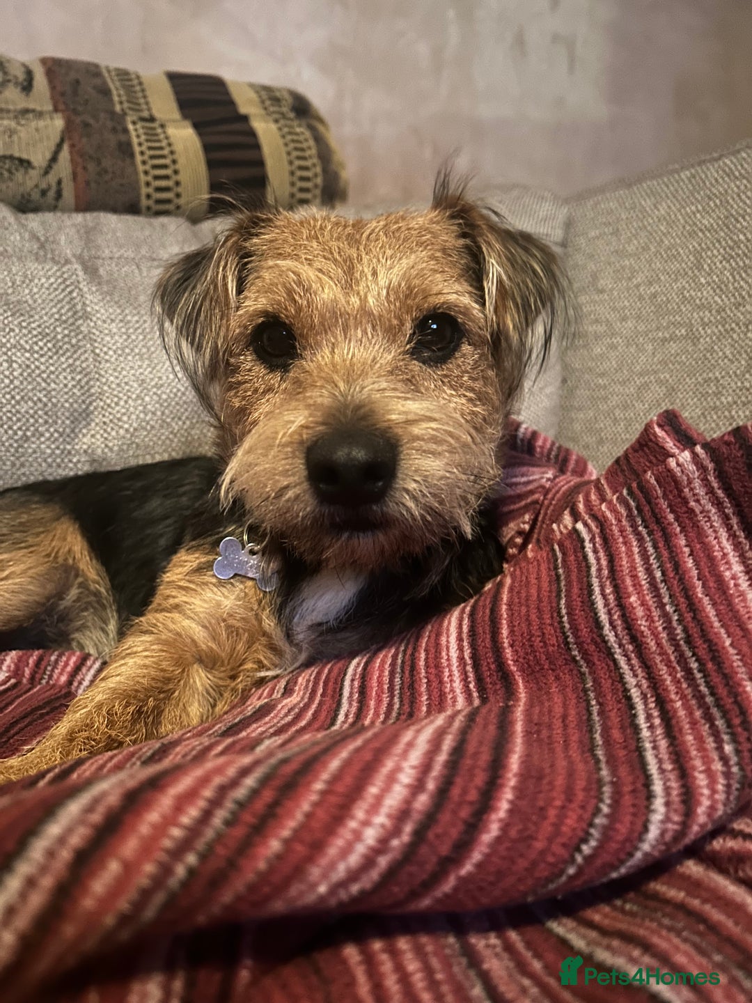 Mixed Breed dogs for sale: Border Terrier x Jack Russell - Advert 1