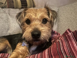 Mixed Breed dogs for sale: Border Terrier x Jack Russell - Advert 1