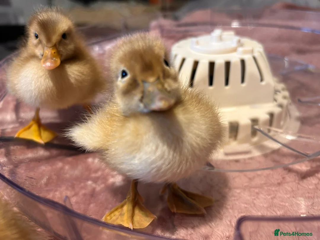 Ducks poultry for sale: 🐣 Ducklings! 🐣 - Advert 1