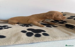 Cocker Spaniel dogs for sale: Working Cocker spaniel puppies  - Image 20