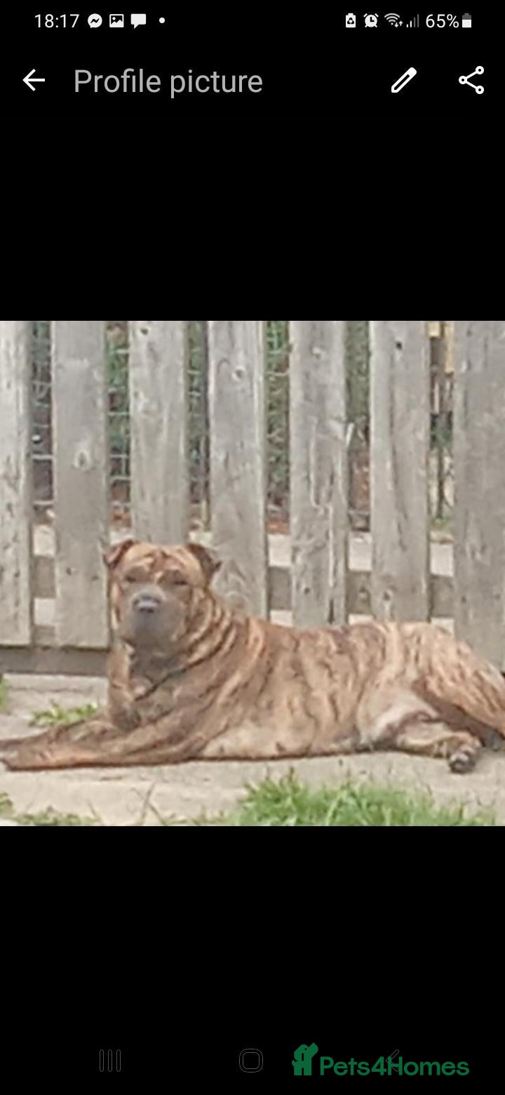Mixed Breed dogs for sale: Sharpei Cross staffie puppies - Advert 3