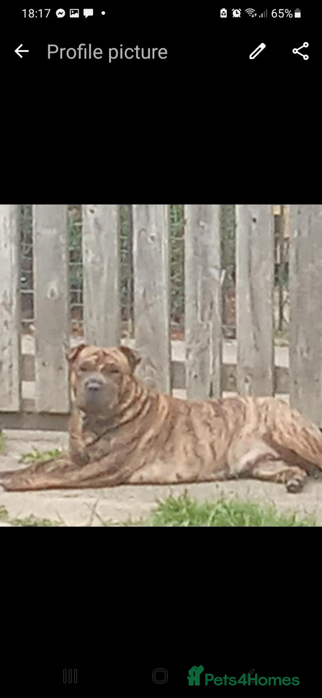 Mixed Breed dogs for sale: Sharpei Cross staffie puppies - Advert 1
