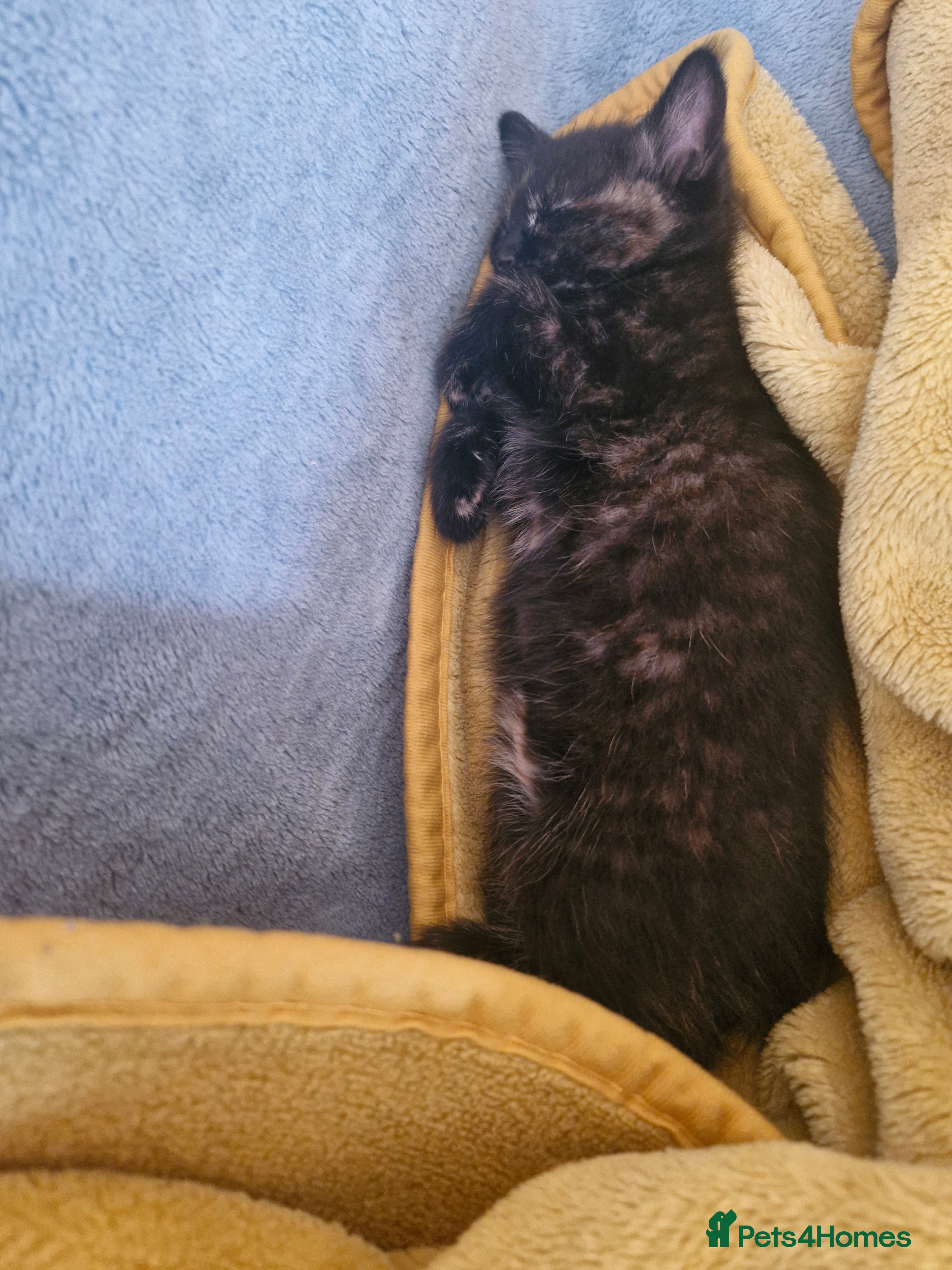 Mixed Breed cats Cute kitties are looking for a new home 🐈‍⬛ - Advert 2