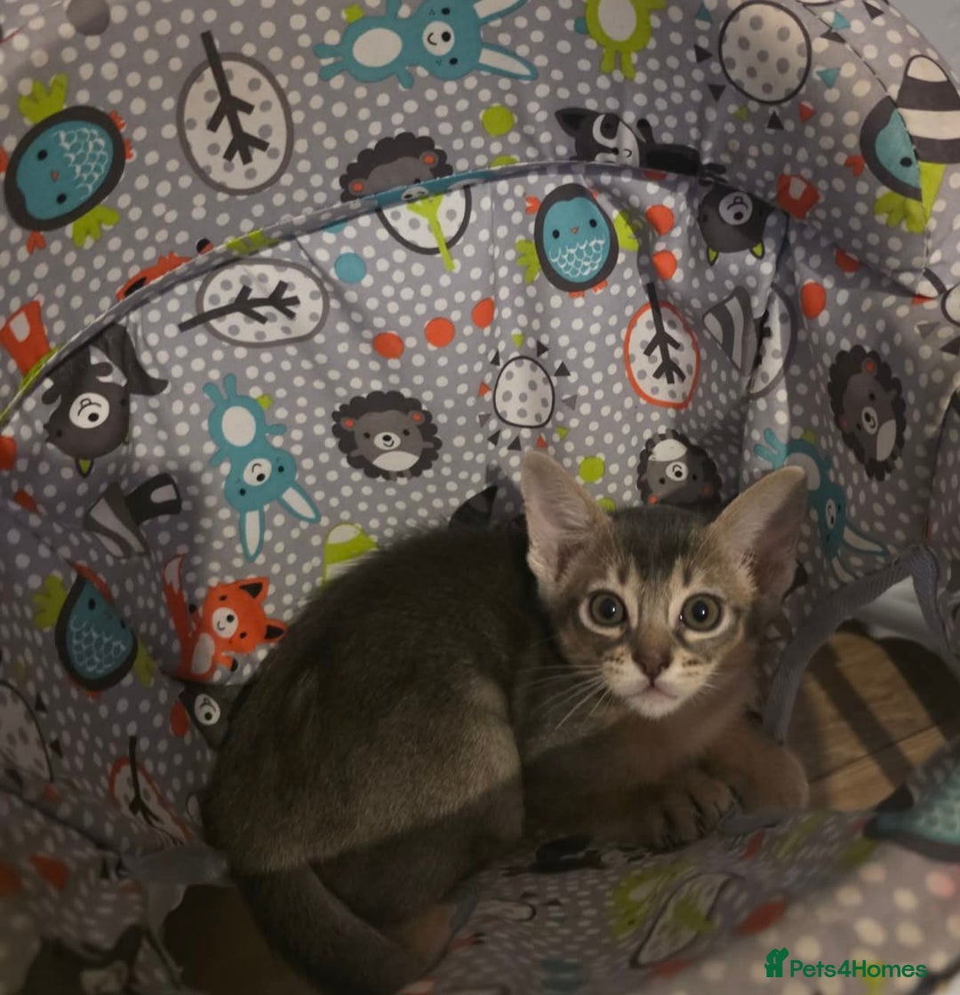 Mixed Breed cats for sale: Beautiful kittens looking for their forever homes - Advert 2