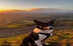 Mixed Breed dogs for sale: Collie mixed malinois  - Advert 2