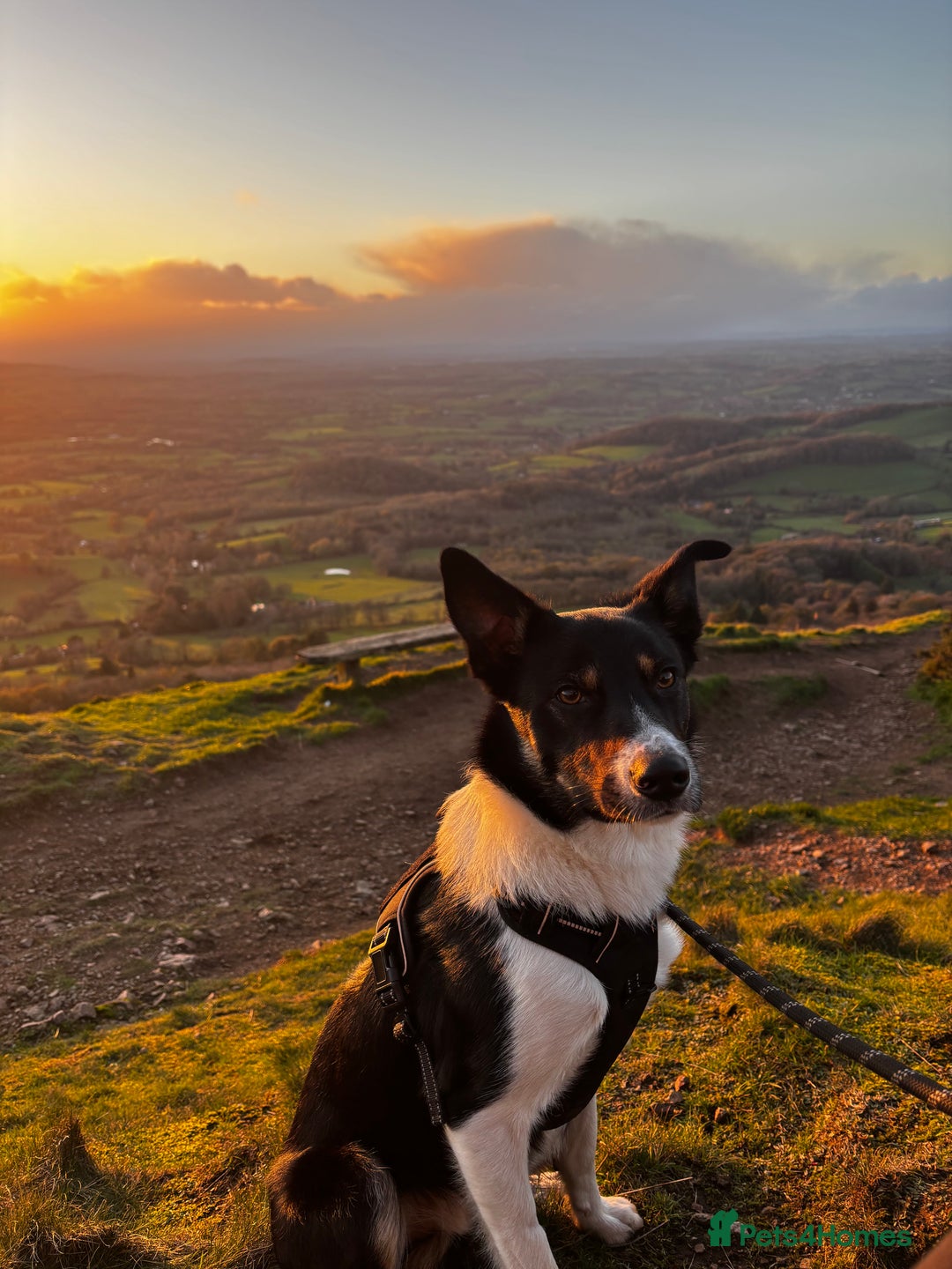 Mixed Breed dogs for sale: Collie mixed malinois  - Advert 2