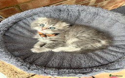 Scottish Fold cats for sale: Stunningly beautiful Scottish Fold x Ragdoll  - Image 22