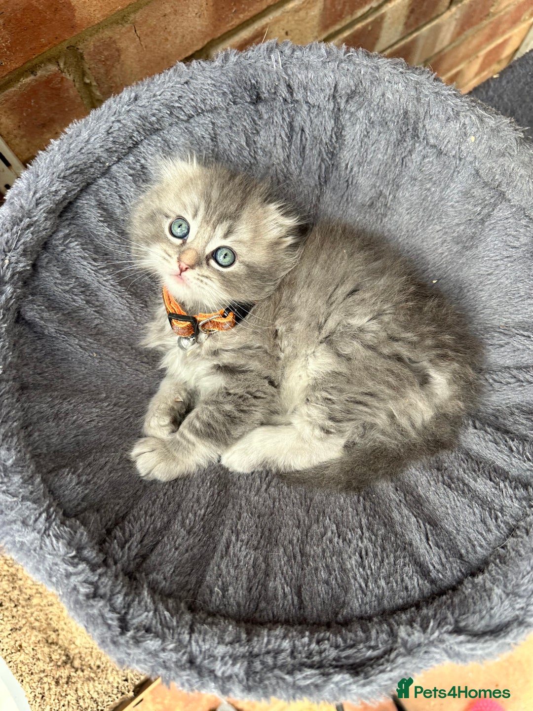 Scottish Fold cats for sale: Stunningly beautiful Scottish Fold x Ragdoll  - Image 22