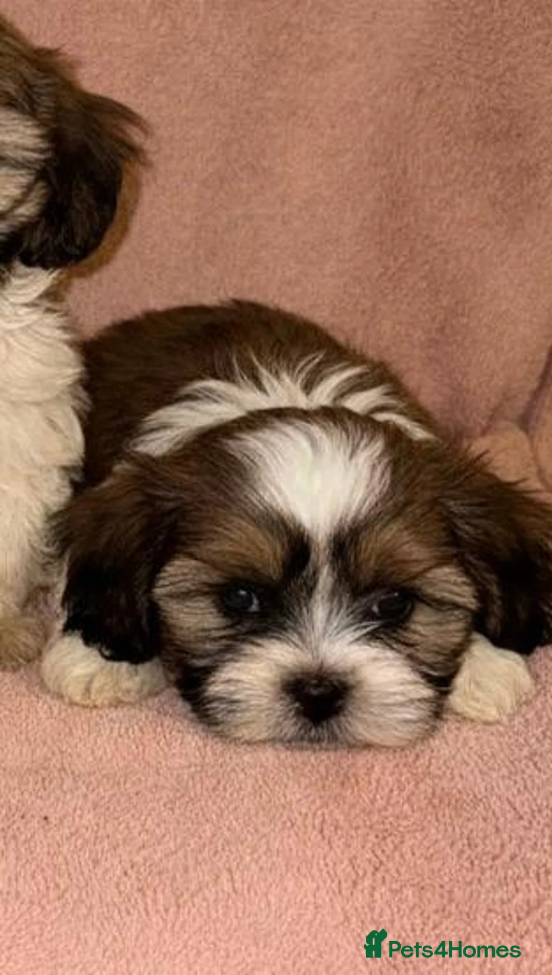 Shih Tzu dogs for sale: Shih Tzu Puppies  - Advert 7