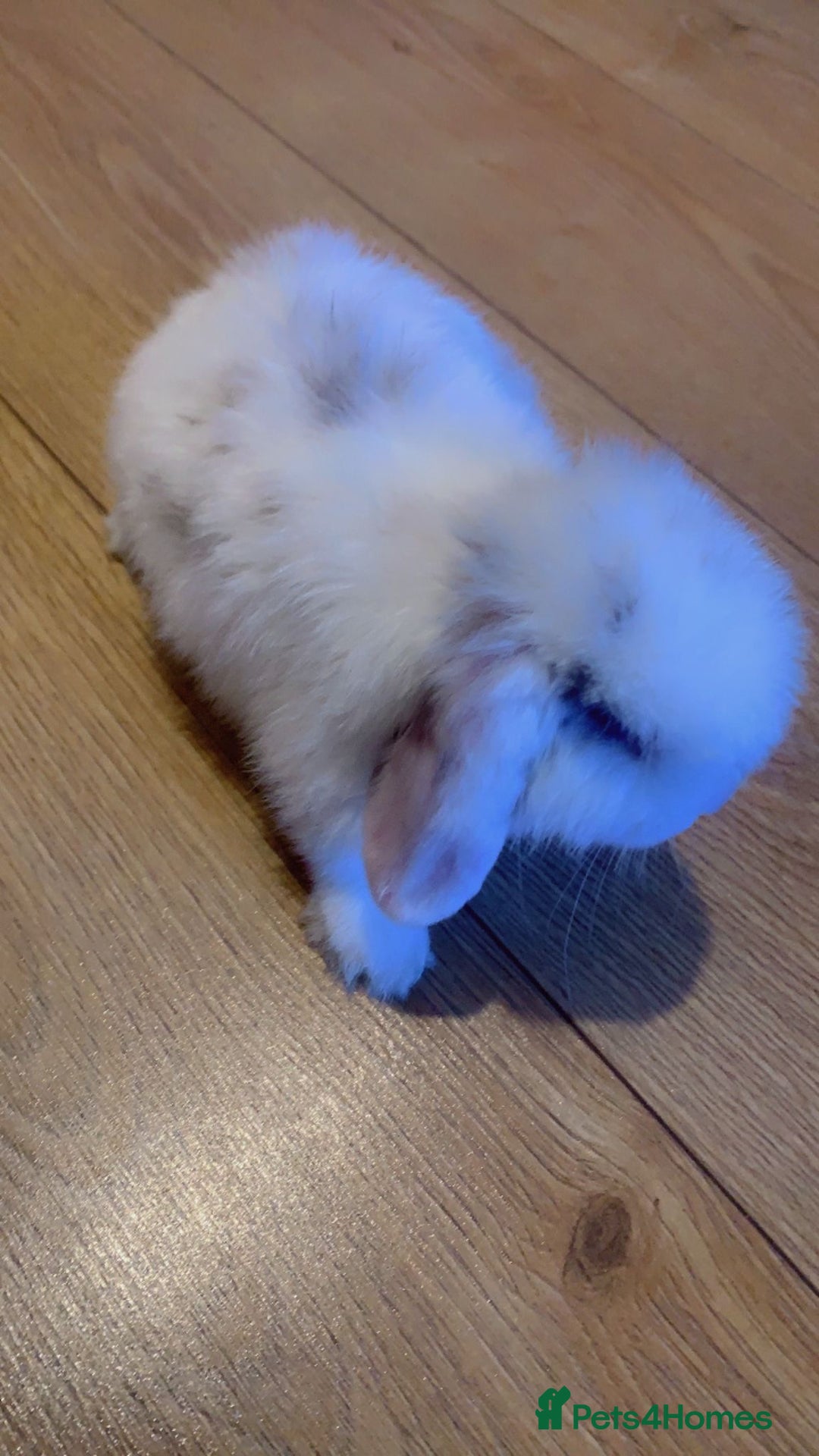 Mini Lop rabbits for sale: Mini lop - Image 4