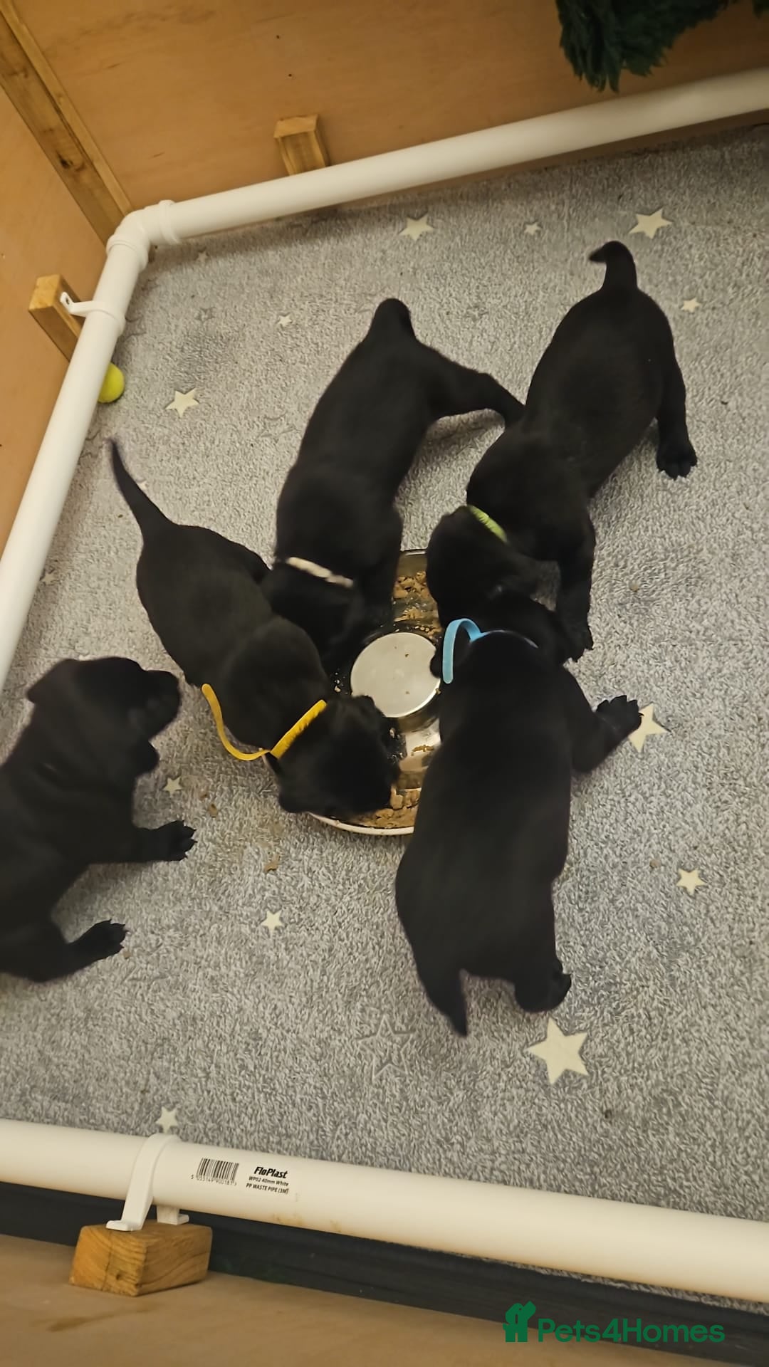 Labrador Retriever dogs for sale: Working labrador puppies for sale - Advert 4